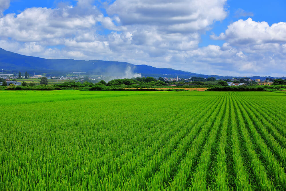 北斗市の水田