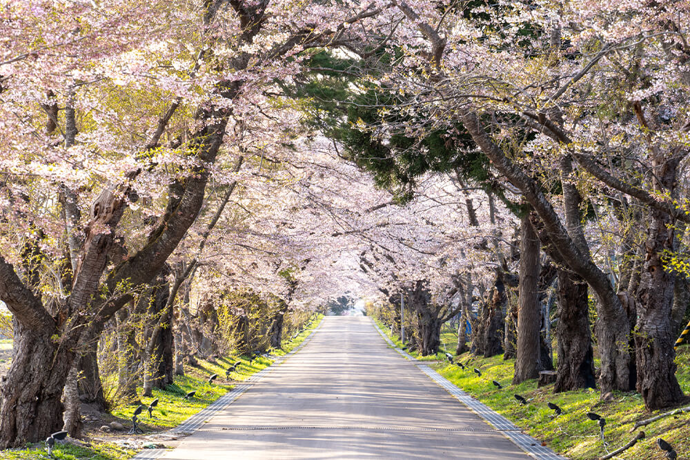 北斗市の松前藩戸切地陣屋跡桜並木