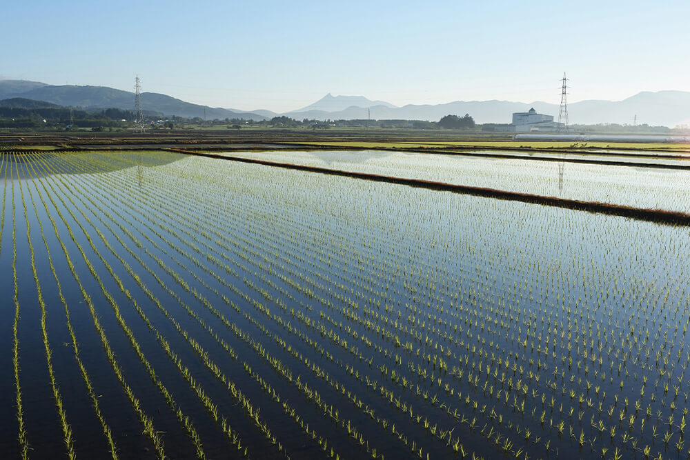 北斗市の水田