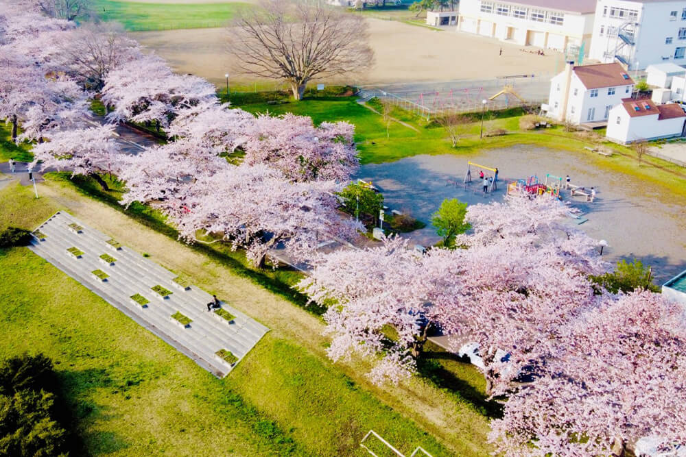 北斗市の桜トンネル