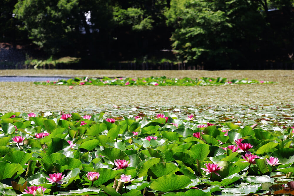 八郎沼公園のスイレン