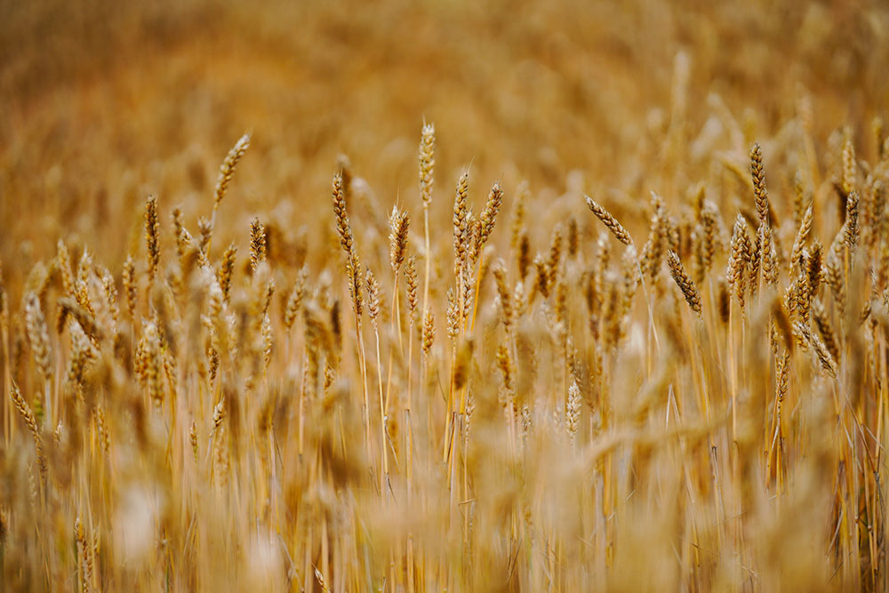 芽室町の小麦