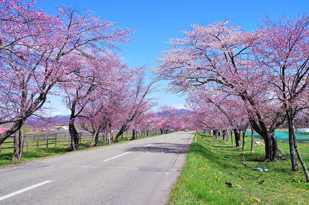浦河町の桜