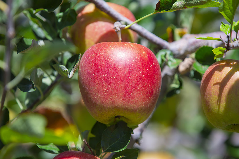 北海道で栽培されるりんごの種類