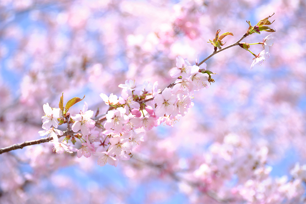 北海道の桜の名所と開花時期【2022年最...のイメージ