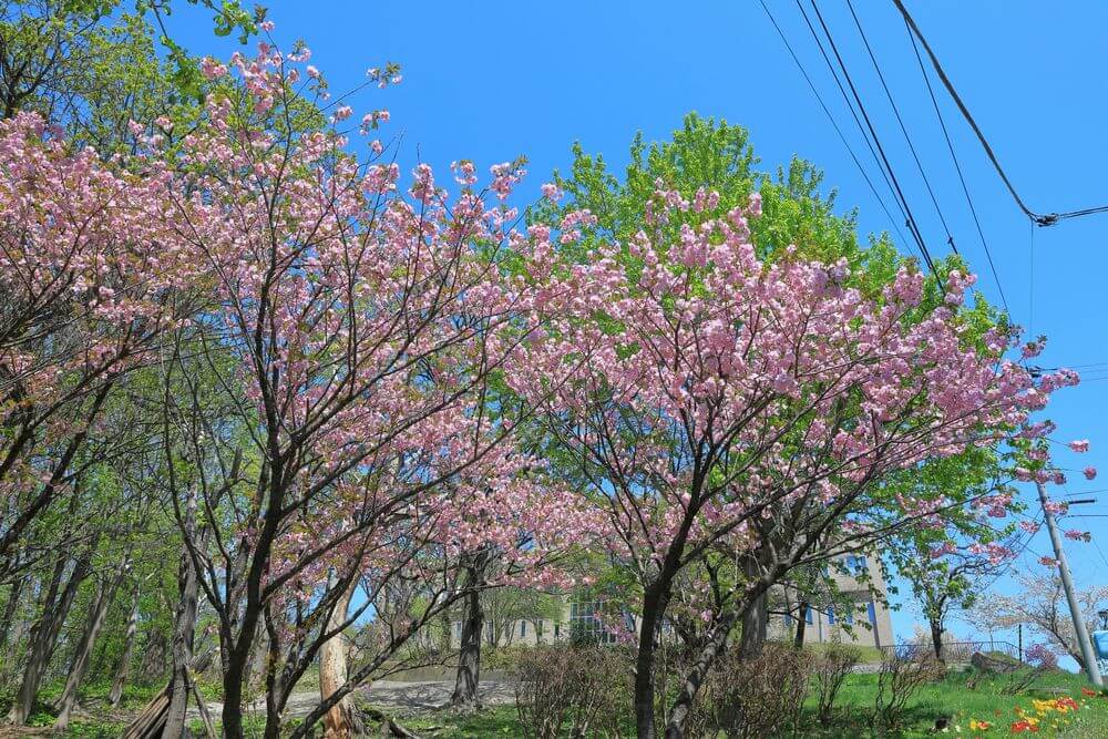 小樽公園