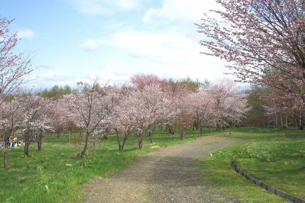天都山桜公園