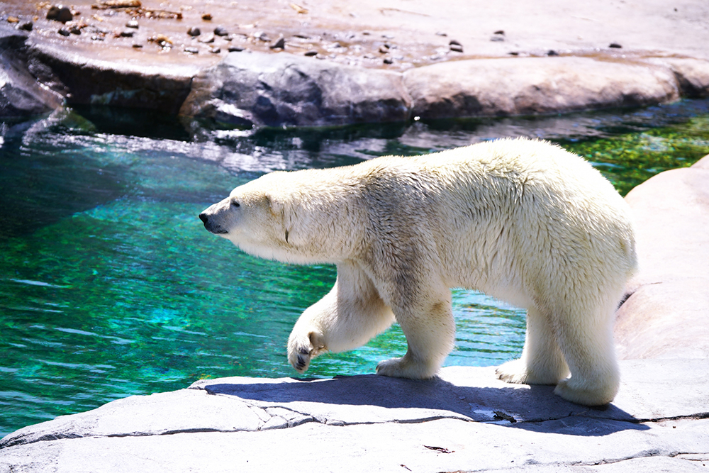 22年最新 北海道の人気動物園をエリア別にご紹介 Prezo プレゾ 北海道の豊かな恵みを産地直送