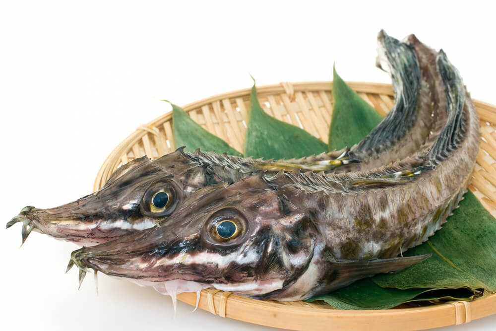 八角ってどんな魚？ 北海道ならではのおいしい魚の正体と食べ方｜PREZO