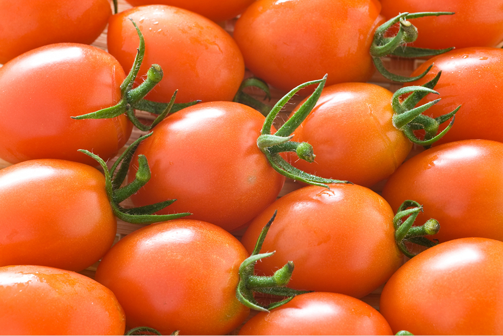 トマトの種類
