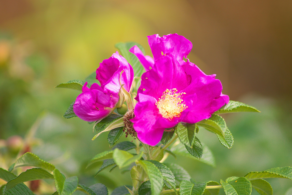 北海道のシンボル花はハマナス