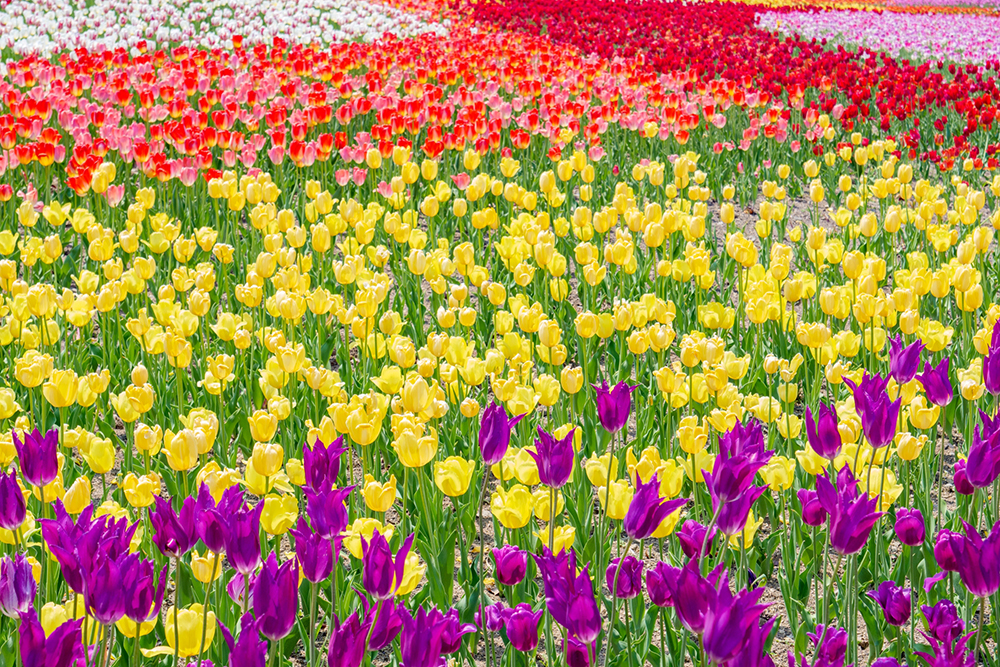 北海道の花の見頃とおすすめ観光スポッ...のイメージ