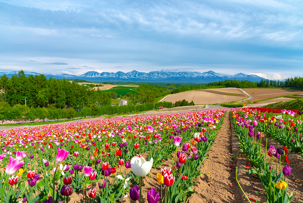 北海道の花の見頃とおすすめ観光スポットを紹介 お花カレンダー Prezo プレゾ 北海道の豊かな恵みを産地直送