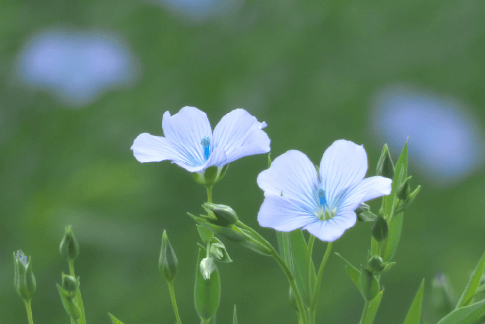 「健康にいい油」とは？今注目されてる油って何？