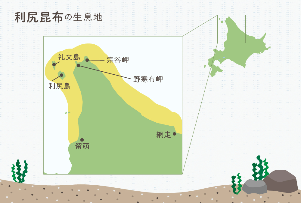 利尻昆布の生息地