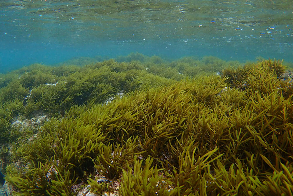 海藻の種類