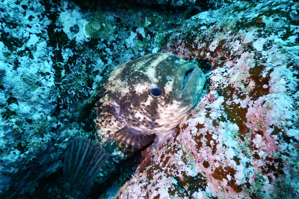 ホテイウオの生態