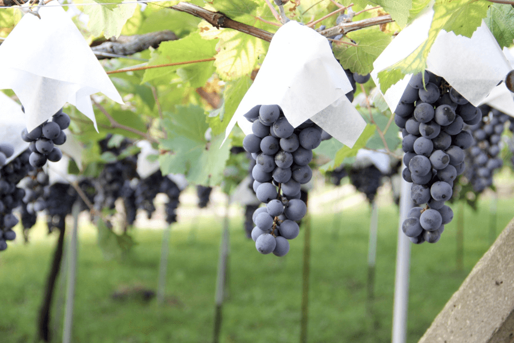 函館ワインの産地と品種