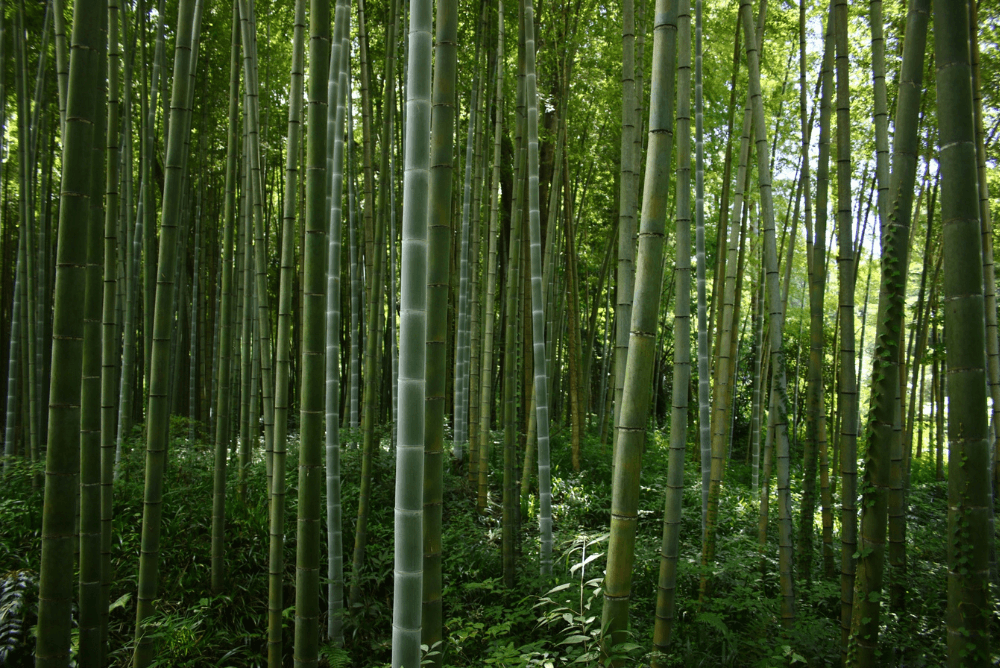 北海道のたけのこは「根曲がり竹」