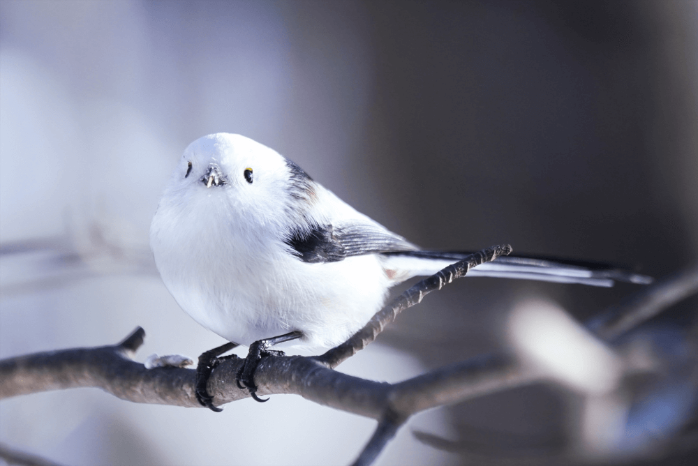 北海道のおすすめ野鳥スポットを7つ紹介