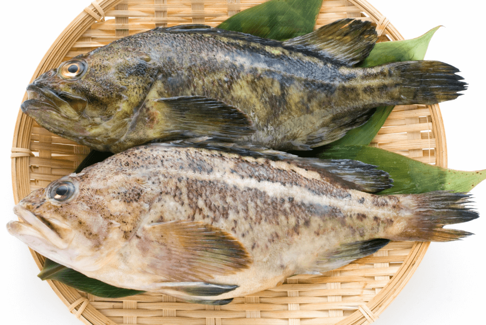 ソイはどんな魚 見分け方や特徴 美味しい食べ方を紹介 Prezo プレゾ 北海道の豊かな恵みを産地直送