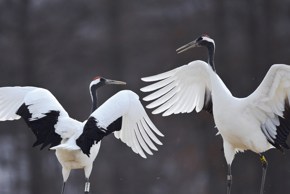 北海道の道鳥「タンチョウ」の特徴や鶴との違いの画像