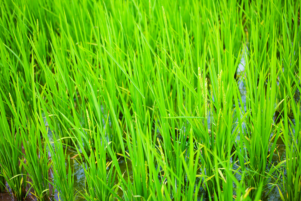 道南の穏やかな気候が米栽培にマッチ