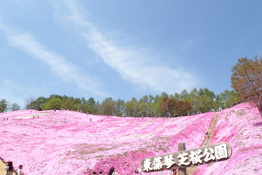 ひがしもこと芝桜公園は大空町のシンボル！