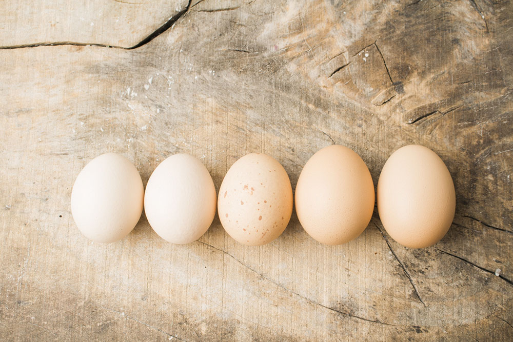 卵の大きさによる違い