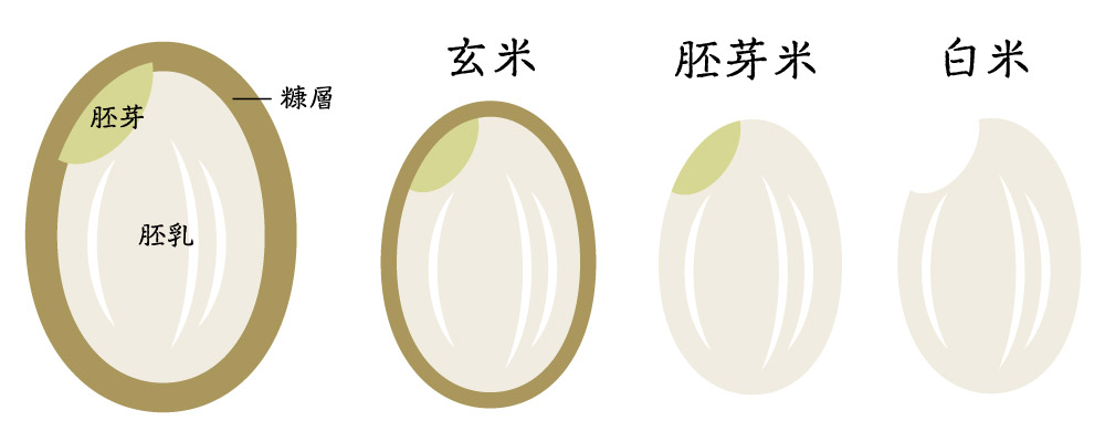 白米・玄米・胚芽米・雑穀米の精米度合の違い