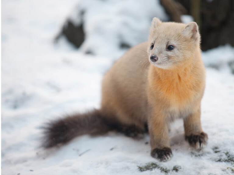 北海道にしかいない動物12選!観察できるスポットも紹介|PREZO(プレゾ) - 北海道のお取り寄せグルメと産直通販