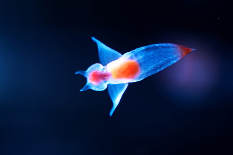流氷の天使「クリオネ」の生態とは？かわいく見えて捕食シーンは衝撃的！？｜PREZO(プレゾ) - 北海道のお取り寄せグルメと産直通販