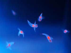 流氷の天使「クリオネ」の生態とは？かわいく見えて捕食シーンは衝撃的！？｜PREZO(プレゾ) - 北海道のお取り寄せグルメと産直通販