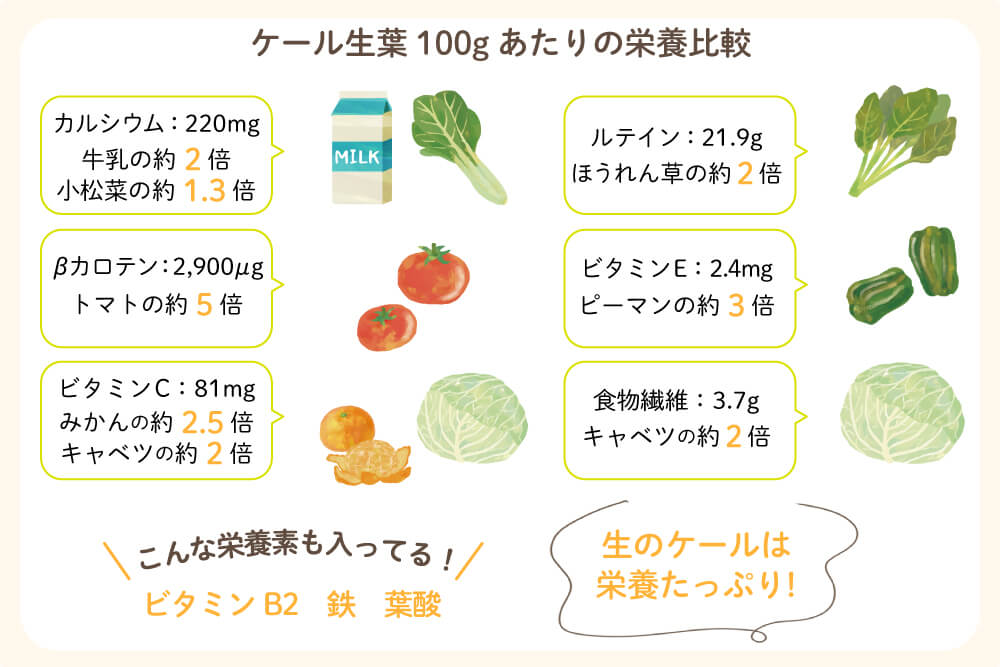 ケールの栄養素まとめ