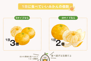 みかんは1日何個まで? 食べ過ぎの注意点やみかんの栄養について紹介|PREZO(プレゾ) - 北海道のお取り寄せグルメと産直通販