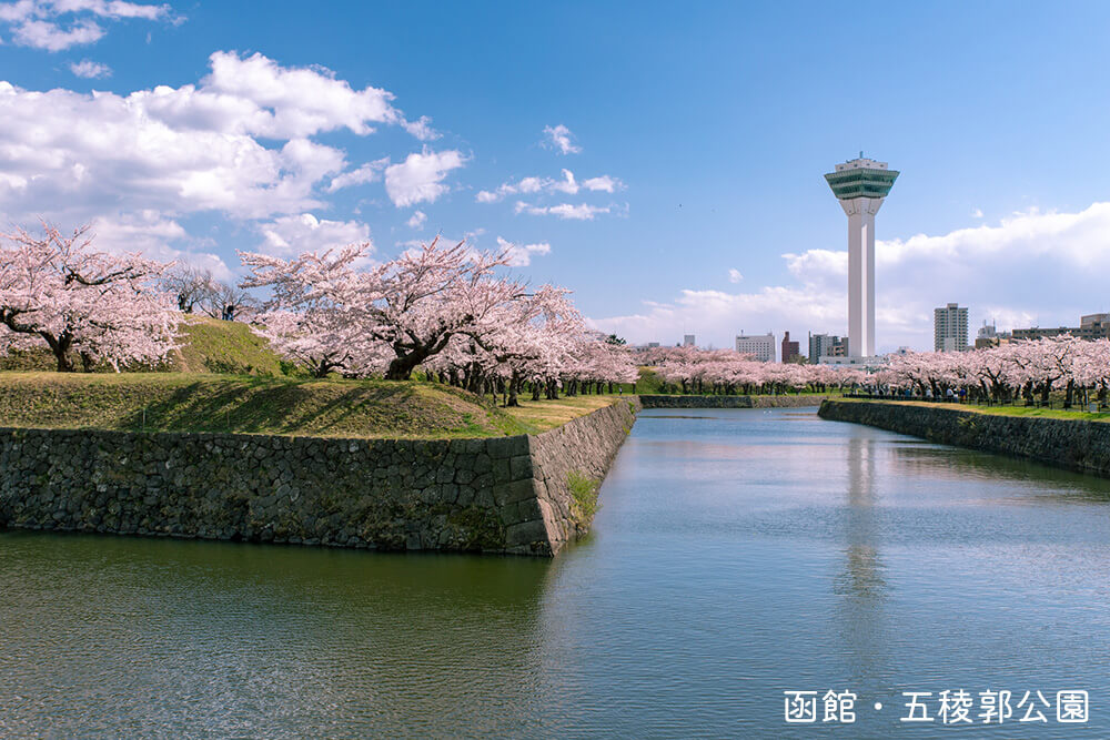 北海道函館市五稜郭公園の桜