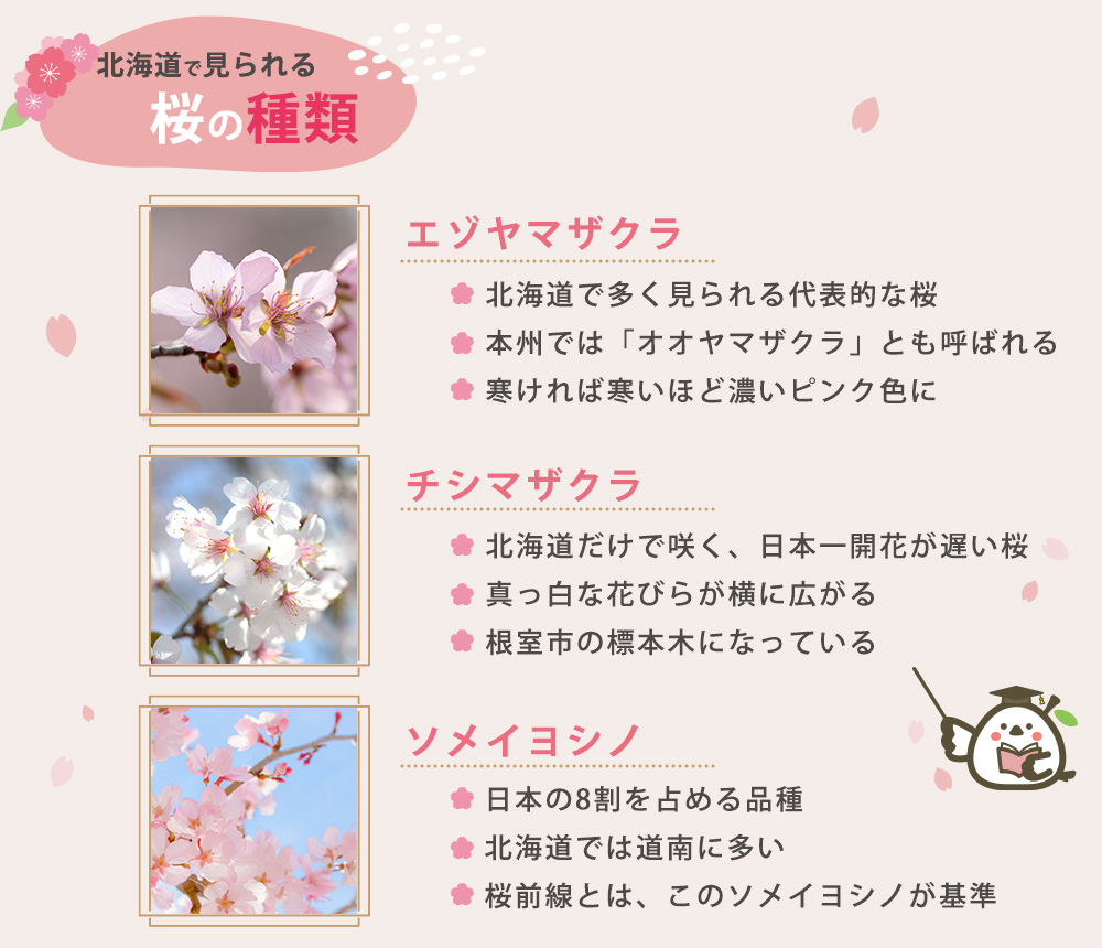 北海道で見られる桜の種類
