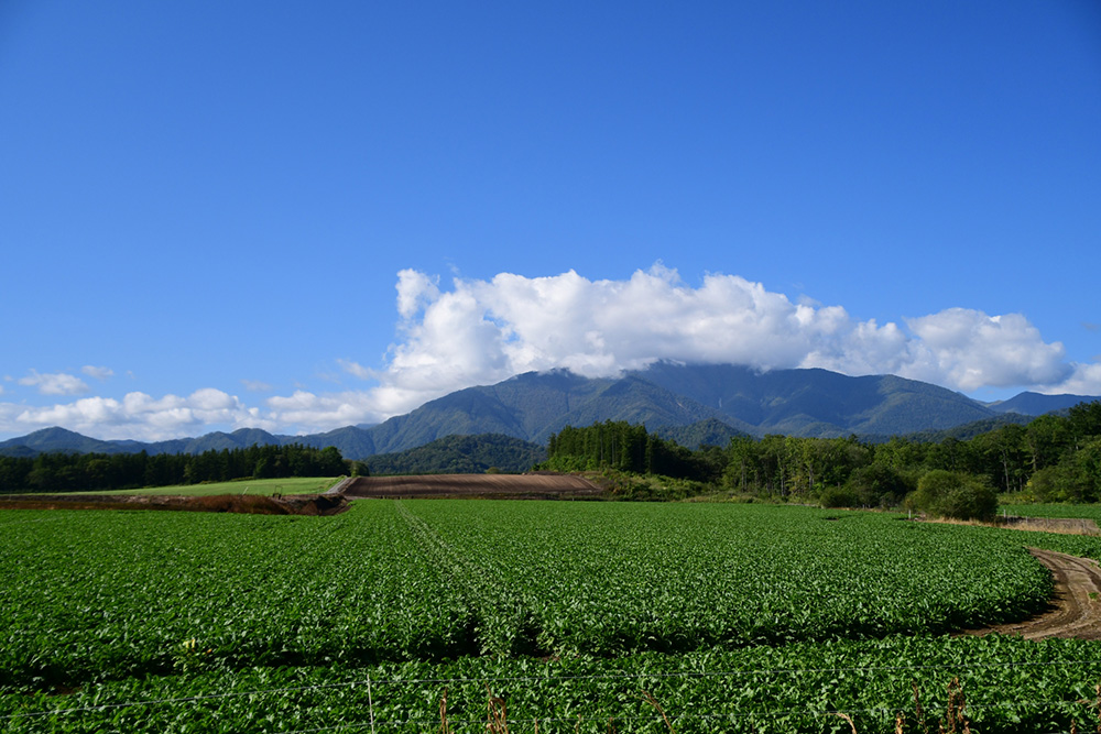 ビート（甜菜）の一大生産地は北海道