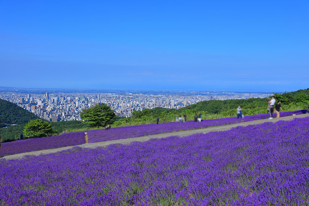 札幌のラベンダー観光におすすめの時期