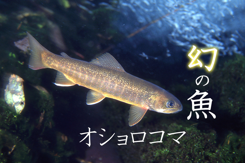 オショロコマは北海道だけに生息する絶滅危惧種の魚！ 特徴や生息地、味などを詳しく紹介の画像
