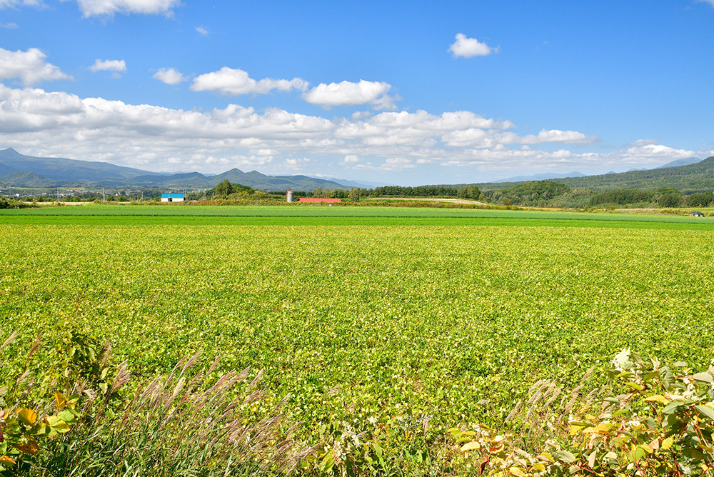 北海道は小豆の一大産地