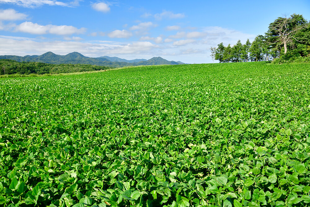 十勝で美味しい小豆が作られる5つの理由