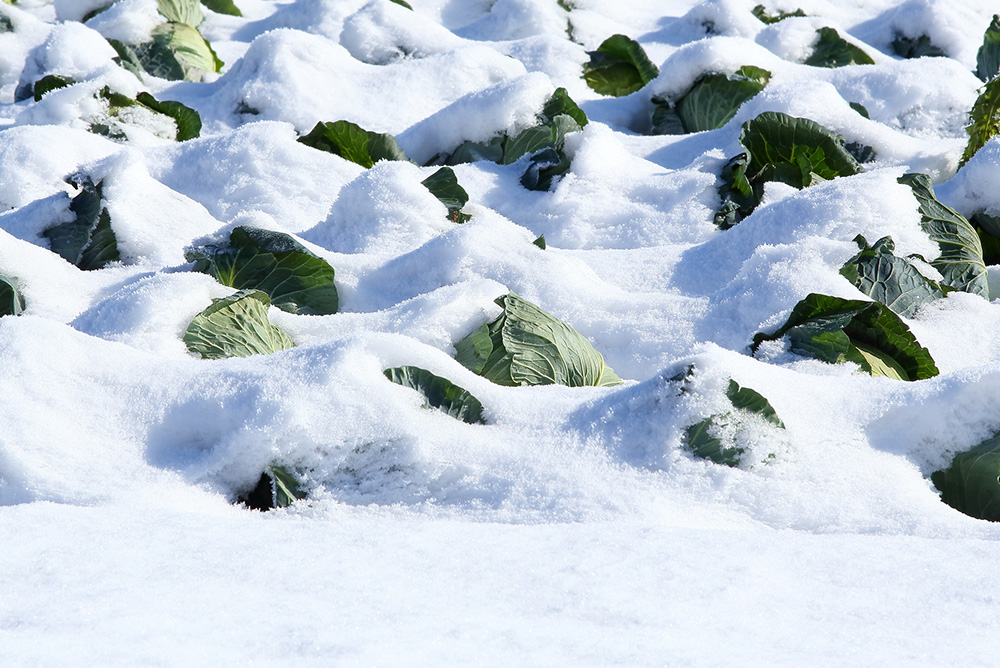キャベツを雪の中に埋めているのに何故凍らないの？