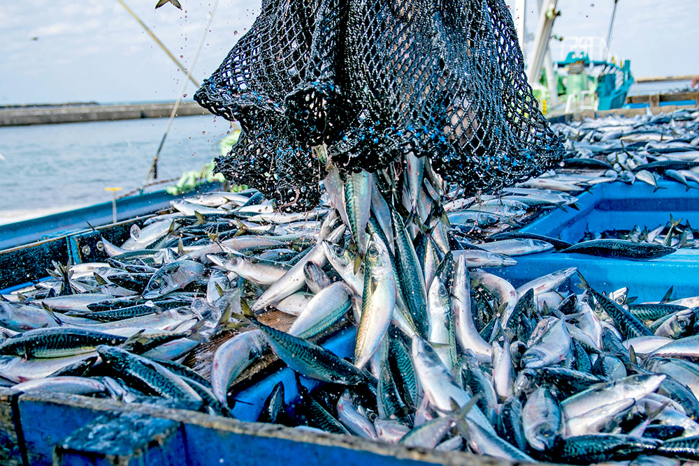 サバは日本各地で漁獲されている魚ですが、なかでも漁獲量の多い地域は以下の通りです。