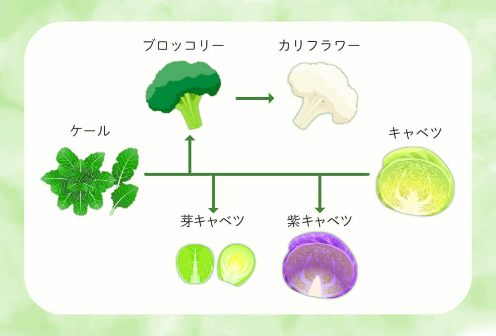 ブロッコリーはキャベツの兄弟