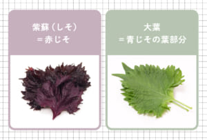 【最新】 しそ と 大葉 の 違い 人気理由と評判まとめ #969