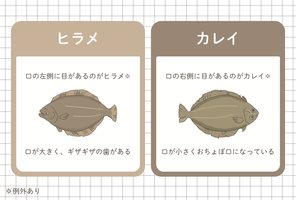 ヒラメとその他のヒラメのちがい