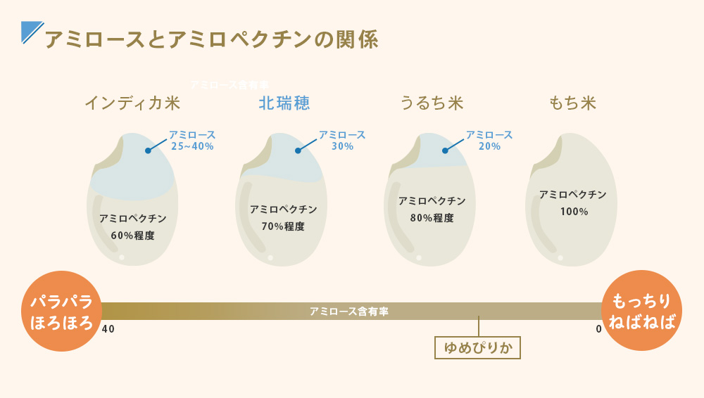 アミロースとアミロペクチンの関係