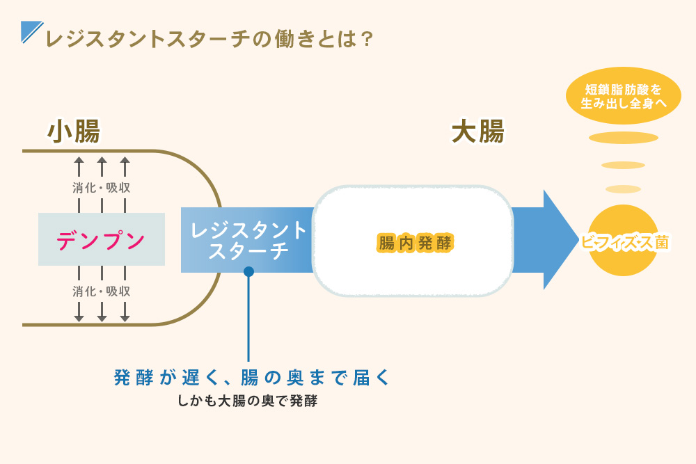 レジスタントスターチの働き