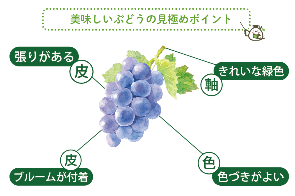 美味しいぶどうの見極めポイント